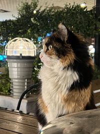 animal