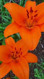 Close-up of orange lily