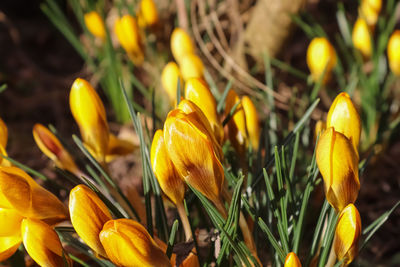 Close-up of yellow crocus flowers on field