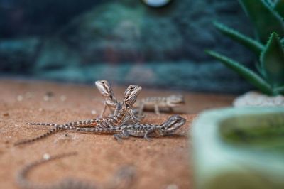 Close-up of bearded dragon on rusty metal