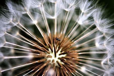 Full frame shot of dandelion