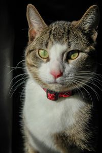 Close-up portrait of cat