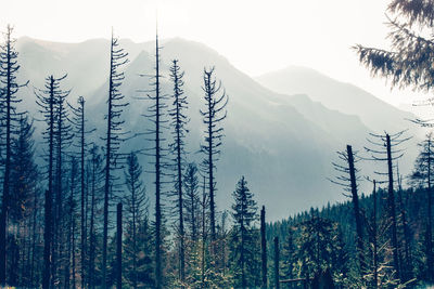 Panoramic view of pine trees in forest against sky