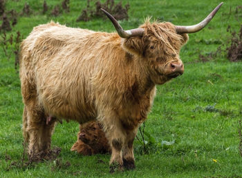 Cow standing on field