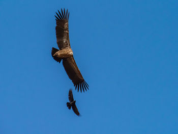 A crow was chasing a himalayan griffon at the phobjikha valley in bhutan. 