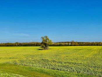 Scenic view of field against clear sky