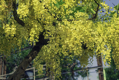 Low angle view of flowering plants against trees