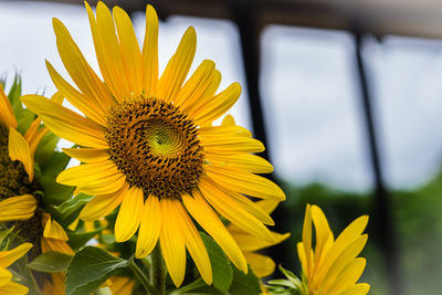 Close-up of sunflower