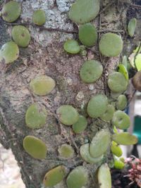 Close-up of fresh green plants