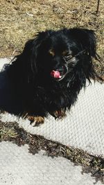 High angle view of dog relaxing outdoors