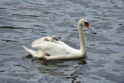 Swan floating on lake