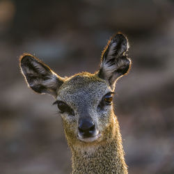 Close-up portrait of deer