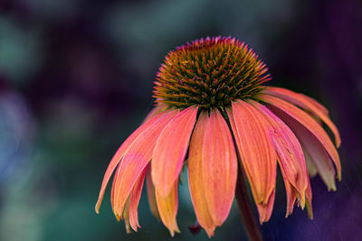 Close-up of pink flower
