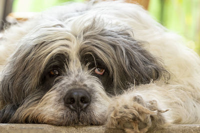 Close-up portrait of a dog