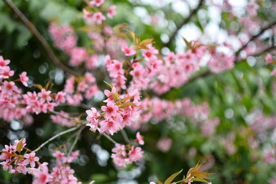 Close-up of pink cherry blossoms in spring