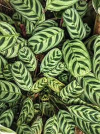 Full frame shot of plants