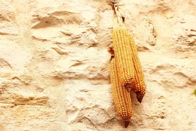 Close-up of hanging outdoors