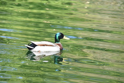 Duck swimming in lake