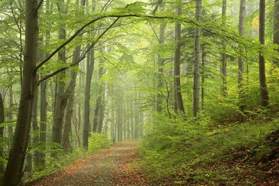 View of pine trees in forest