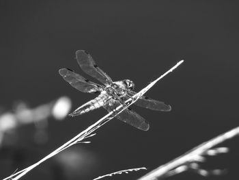 Close-up of damselfly on leaf
