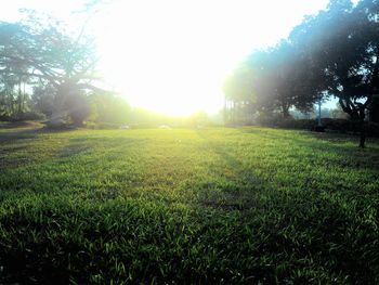 Scenic view of grassy field against sky