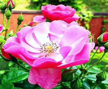 Close-up of pink rose