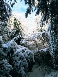 Snow covered land and trees in forest