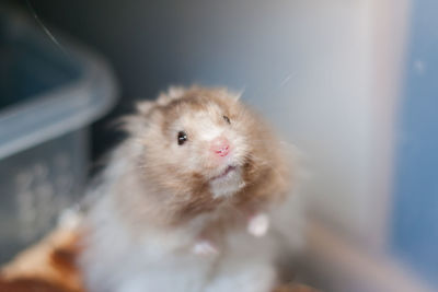 Close-up portrait of a golden hamster