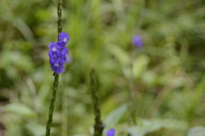 Close-up of purple flower against blurred background