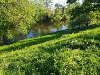 Scenic view of lake by trees on field