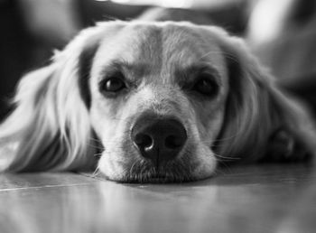 Close-up portrait of a dog