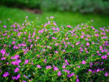 Close-up of pink flowering plants on field