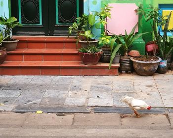 Potted plants against wall