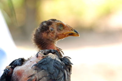 Close-up of a bird