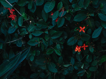 Full frame shot of flowering plants