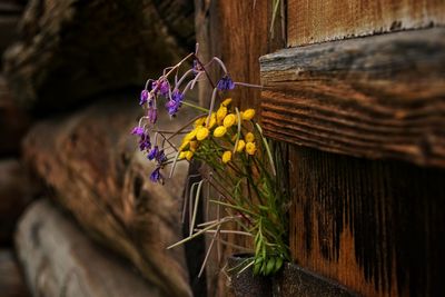 Close-up of purple flowering plant