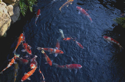 High angle view of koi carps swimming in pond