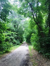 Road amidst trees in forest