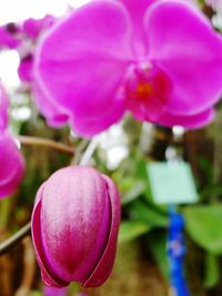 Close-up of pink flowers