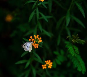 Close-up of orange flowering plant
