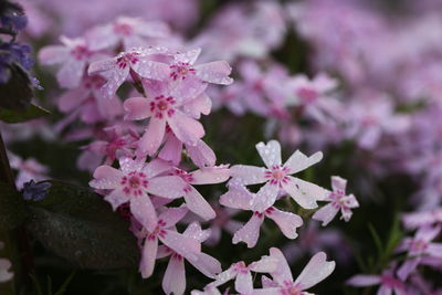 Close-up of wet pink flowering plant during rainy season