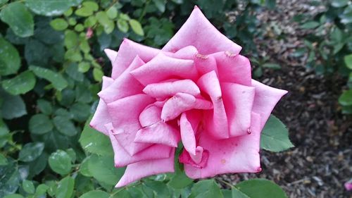 High angle view of pink rose blooming outdoors