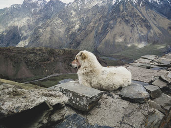 View of dog on rock