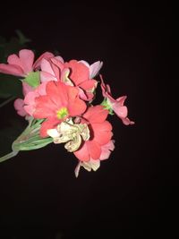 Close-up of flowers against black background