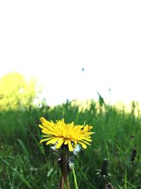 Close-up of flowers blooming in field