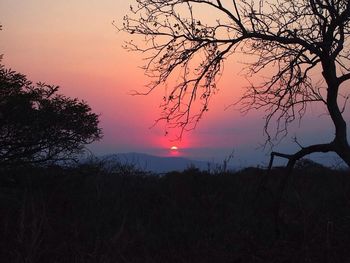 Silhouette of trees at sunset