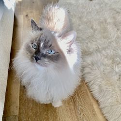 cat