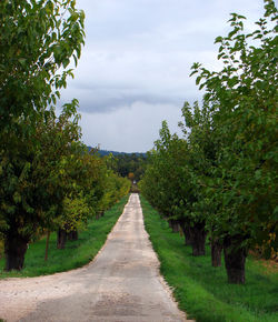 Trees on landscape against cloudy sky