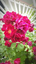 Close-up of pink flowers