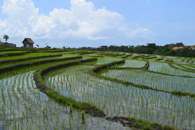 Scenic view of agricultural field against sky, loc. canggu, badung, bali, indonesia
